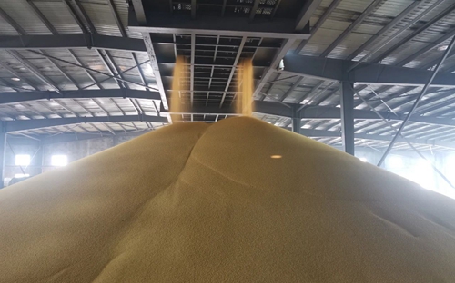 新年新氣象！楚星公司黃色磷酸二銨產品成功下線(圖1)